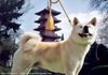 Akita Inu Hund
