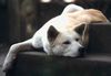 Akita Inu Hund