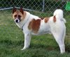 Akita Inu Hund