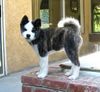 Akita Inu Hund