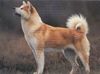 Akita Inu Foto (ID 1106) Akita Inu Hund