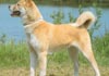 Akita Inu Foto (ID 17) Akita Inu Hund