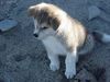 Akita Inu Hund