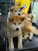 Akita Inu Hund