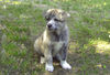 Akita Inu Hund