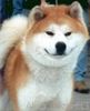 Akita Inu Hund