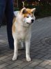 Akita Inu Hund