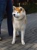 Akita Inu Hund