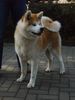 Akita Inu Hund