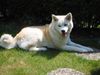 Akita Inu Hund