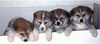 Akita Inu Hund