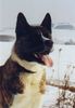 Akita Inu Hund