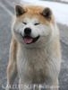 Akita Inu Hund