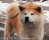 Akita Inu Hund