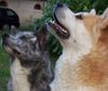 Akita Inu Hund