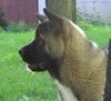 Akita Inu Hund