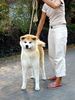 Akita Inu Hund