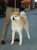 Akita Inu Hund