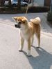 Akita Inu Hund