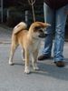 Akita Inu Hund