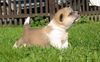 Akita Inu Hund