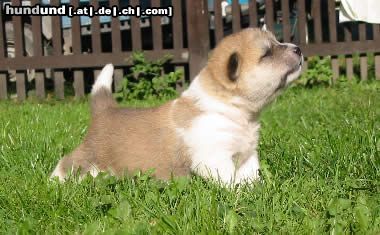 Akita Inu Hunde Foto 5699 Akita Inu Dana die kleine Schnecke