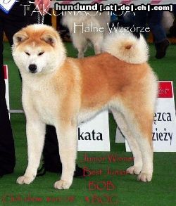 Akita Inu Hunde Foto 44720 in höherer Auflösung ansehen Akita Inu World Junior Winner'08 - TAKUMASHISA Halne Wzgorze
