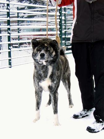 Akita Inu Toramasa Go of Kamino Ken