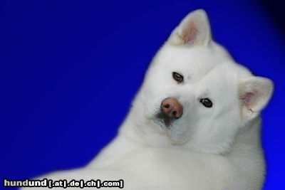 Akita Inu Hunde Foto 24583 in höherer Auflösung ansehen Akita Inu Akita Inu