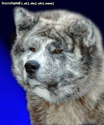 Akita Inu Hunde Foto 24581 in höherer Auflösung ansehen Akita Inu Akita Inu