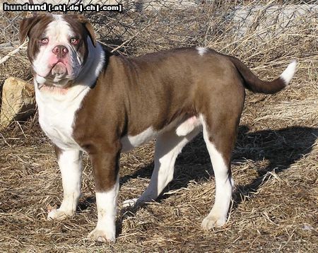 Alapaha Blue Blood Bulldog Hutch