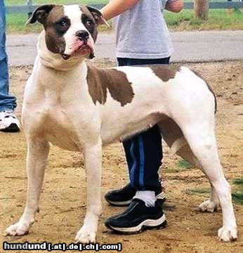 Alapaha Blue Blood Bulldog Shia