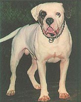 Alapaha Blue Blood Bulldog