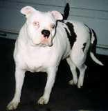 Alapaha Blue Blood Bulldog