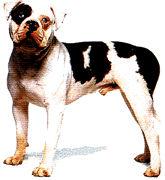 Alapaha Blue Blood Bulldog