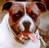 Alapaha Blue Blood Bulldog