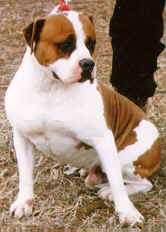 Alapaha Blue Blood Bulldog Hunde Foto 185 Alapaha Blue Blood Bulldog