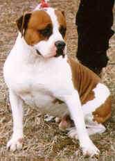 Alapaha Blue Blood Bulldog