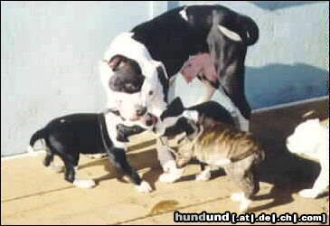 Alapaha Blue Blood Bulldog Hunde Foto 2987 Alapaha Blue Blood Bulldog Alapaha Blue Blood Bulldog