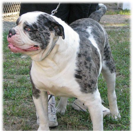 Alapaha Blue Blood Bulldog Jo-Lin's MadBall (aka Igor)