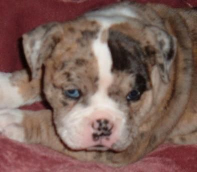 Alapaha Blue Blood Bulldog Alapaha pup, these are great kid dogs