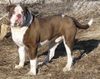 Alapaha Blue Blood Bulldog Hund