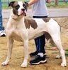 Alapaha Blue Blood Bulldog Hund