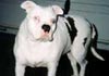 Alapaha Blue Blood Bulldog Hund