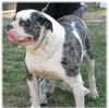 Alapaha Blue Blood Bulldog Hund