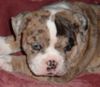 Alapaha Blue Blood Bulldog Hund