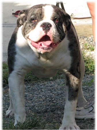 Alapaha Blue Blood Bulldog Hunde Foto 40974 in höherer Auflösung ansehen Alapaha Blue Blood Bulldog Jo-Lin's Sluggo