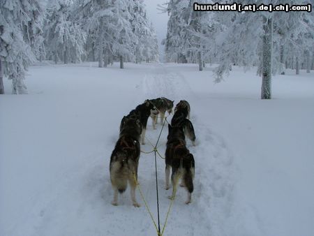 Alaskan Malamute Hunde Foto 18313 Alaskan Malamute ŠEDIVÁČKŮV LONG