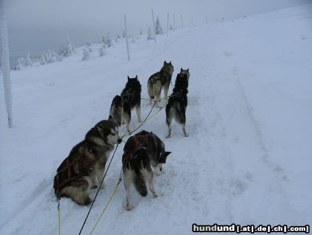 Alaskan Malamute Hunde Foto 18314 Alaskan Malamute ŠEDIVÁČKŮV LONG O5
