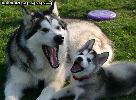 Alaskan Malamute Hunde Foto 23416 in höherer Auflösung ansehen Alaskan Malamute Mutter und Tochter